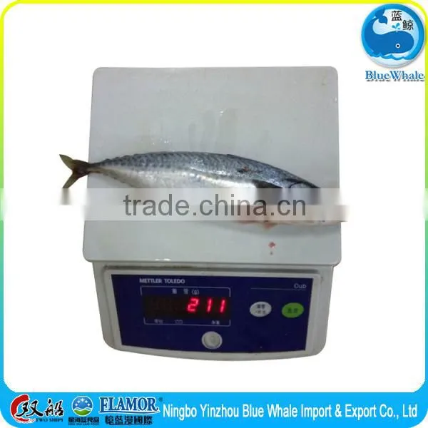 Frozen Seafood Frozen Pacific Mackerel for Sale Mackerel Seafood photo-3