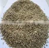 Indian Cumin Seeds
