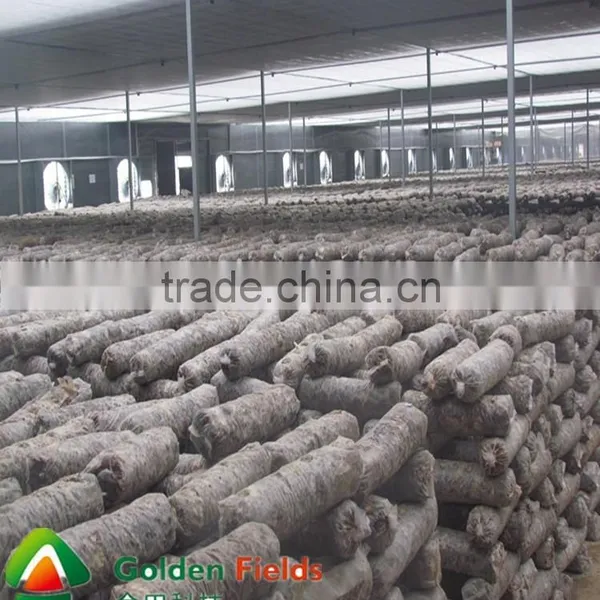 Bulk Supply Market Price for Edible Lentinus Edodes Wholesale photo-2