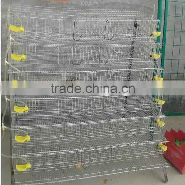 Automatic Quail Farming Equipment With Drinker and Feeders