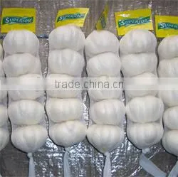 Pure White Garlic for Sale photo-4