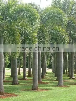 Wodyetia Bifurcata, Foxtail Palm