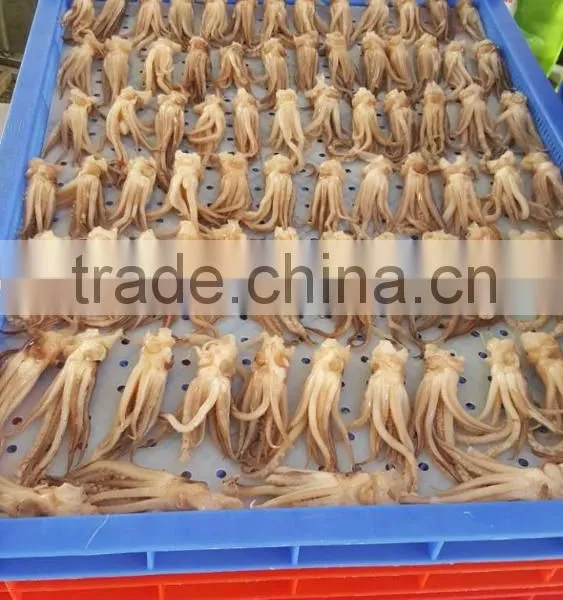 Squid Tentacle (Todarodes Pacific Squid) photo-3