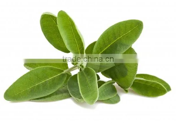 Sage Oil Steam Distilled