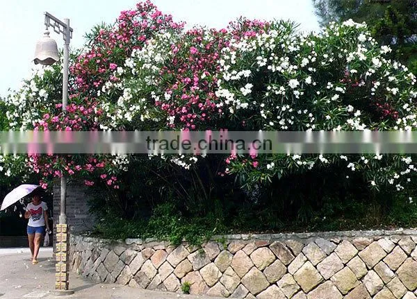 Blooming Nerium Indicum Milli of Outdoor Landscaping Foliage Decorative Ornamental Plants photo-6