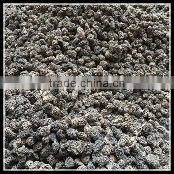 Price of Black Morel Mushroom, Dry Cultivating Morel Mushrooms From Morel Mushroom Farm photo-2