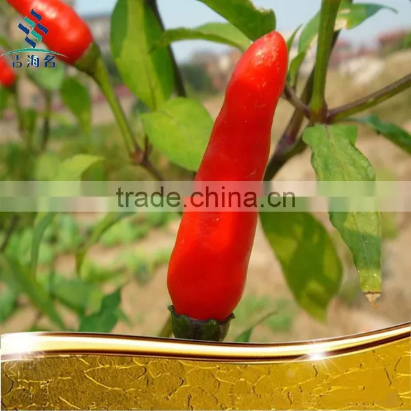 Dried Red Chilli Without Stem