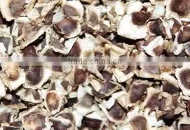 Moringa Seeds