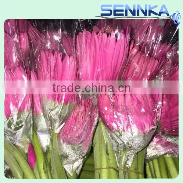 Dolly Fresh Cut Gerbera Flower Natural Gerbera Flower Wholesale Price photo-6