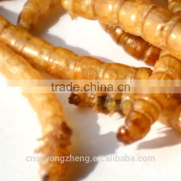 Dried Tenebiro Molitors for Wild Bird photo-2