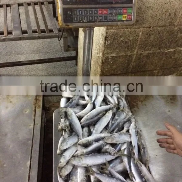 Fresh Frozen Sardine (Sardinella Longiceps) WR for Canning photo-2