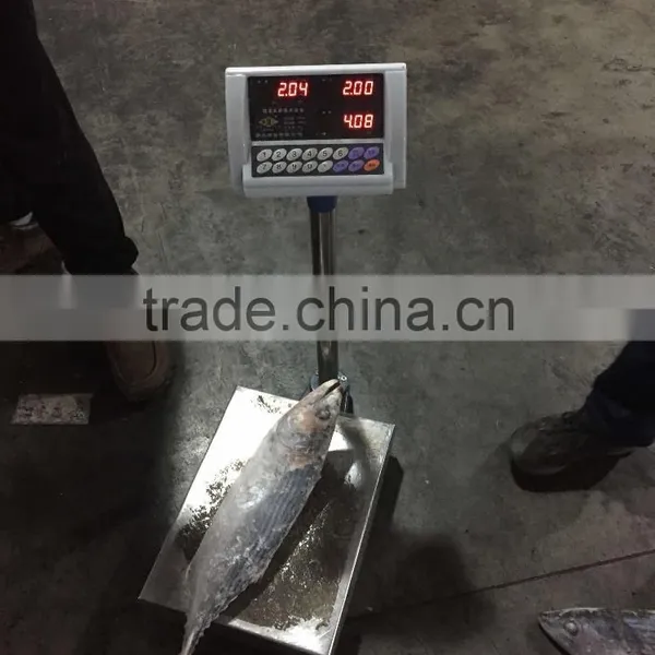 Best Quality Reasonable Price Frozen Bonito Sarda Sarda photo-4