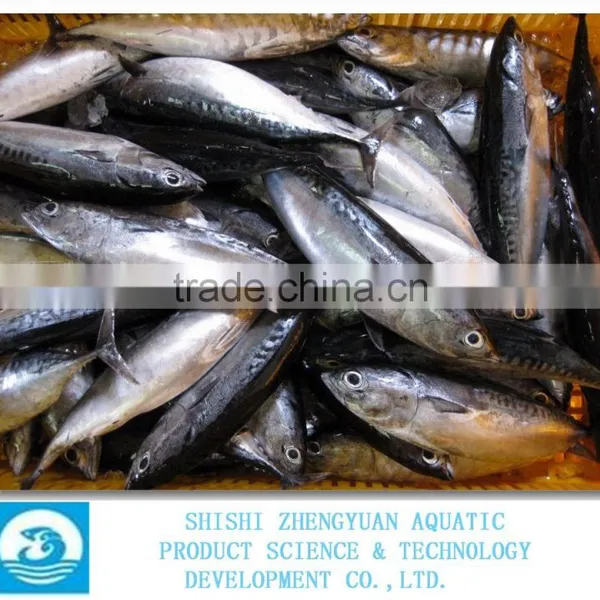 Bulk Packing Frozen Bonito With Best Price photo-2