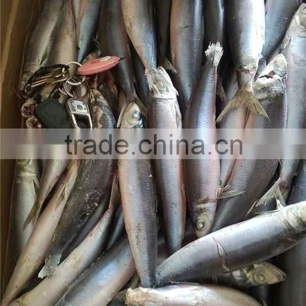 Grade A Sea Frozen Sardine Sardinella Longiceps for Canning photo-4