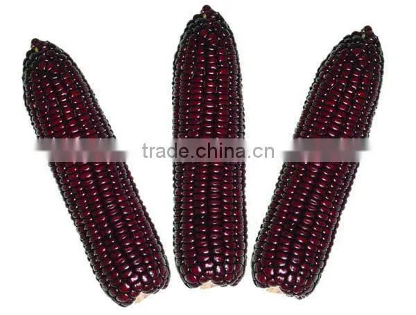 Steamed/Blanched IQF Frozen Waxy Purple Corn Purple Color photo-5