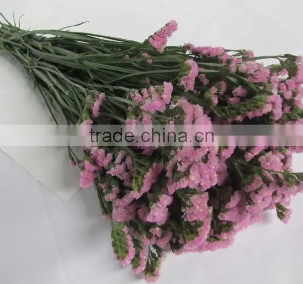 Fresh Factory Direct Fresh Cut Myosotis Flower photo-3