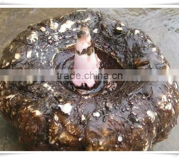 Haccp Konjac Noodles photo-4