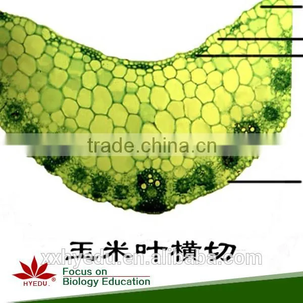 Agronomy Microscope Prepared Slides , Economy Crop Prepared Slide,stem Prepared Slides You Can Choose From photo-4