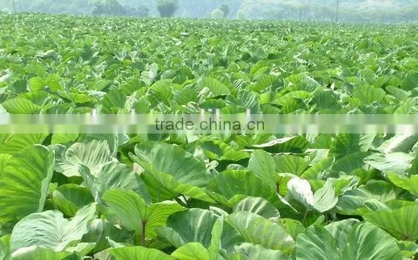 Shangdong Taro Root at Chinese Taro Market Price photo-3