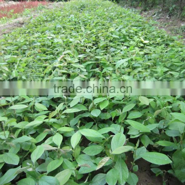 Papaya Tree Seedling photo-2