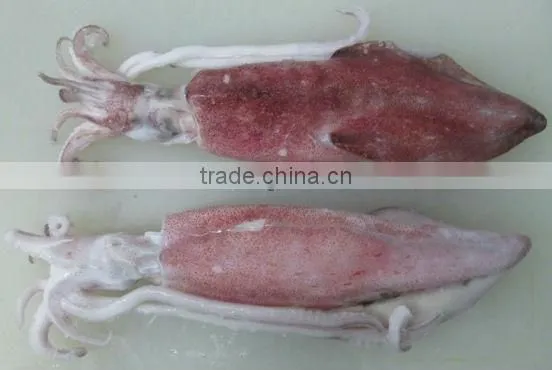 Frozen Whole Round Squid/ Frozen Squid/ Vietnam Seafood photo-6