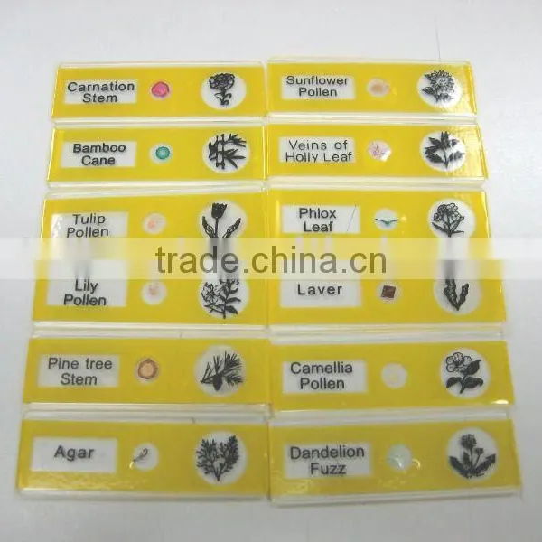 Sample Tulip Pollen Children Miscroscopic Slides