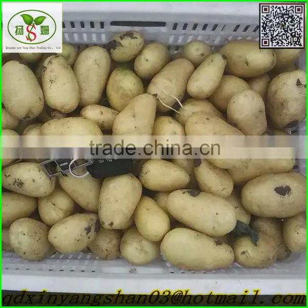 (3 AAA) Pure White Garlic photo-4