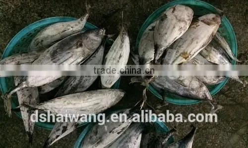 Frozen Seafood Skipjack Tuna Fish Sale With Size 300 - 750g + photo-2