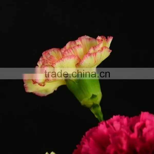Good Quality Charming Bride Single Head Carnation Flower photo-5