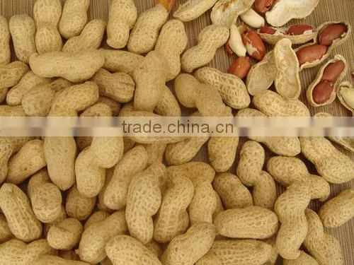 ROASTED PEANUT IN SHELL 9/11