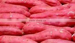 Sweet Potato