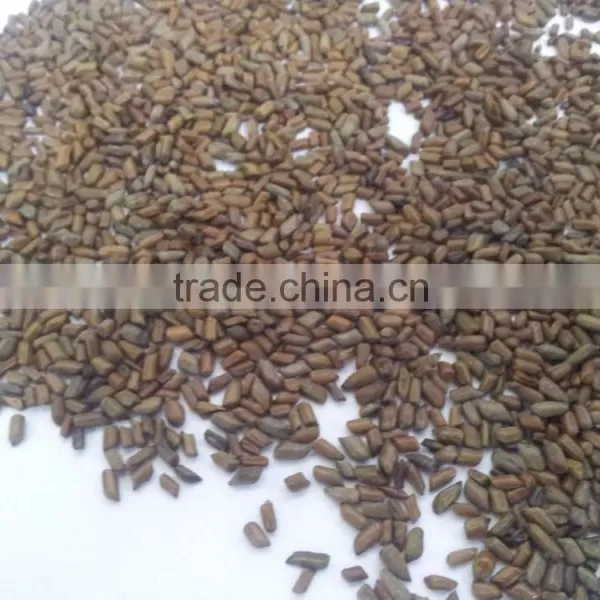 Best Quality of Cassia Tora Gum Powder (CTGP) From Manohar International photo-2