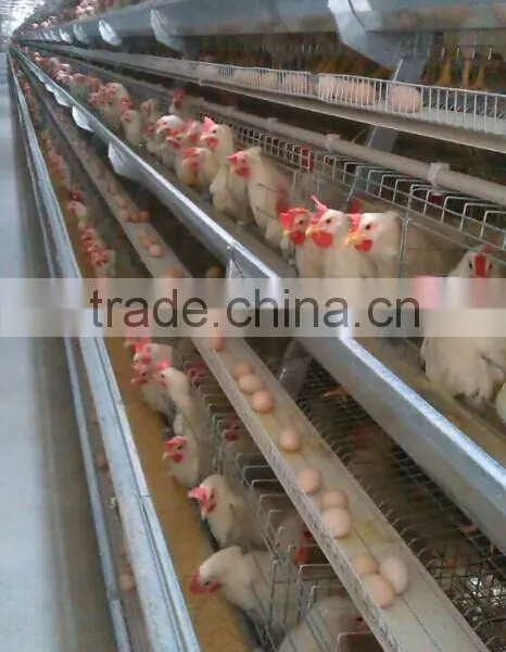 Chicken Layer Cage photo-3