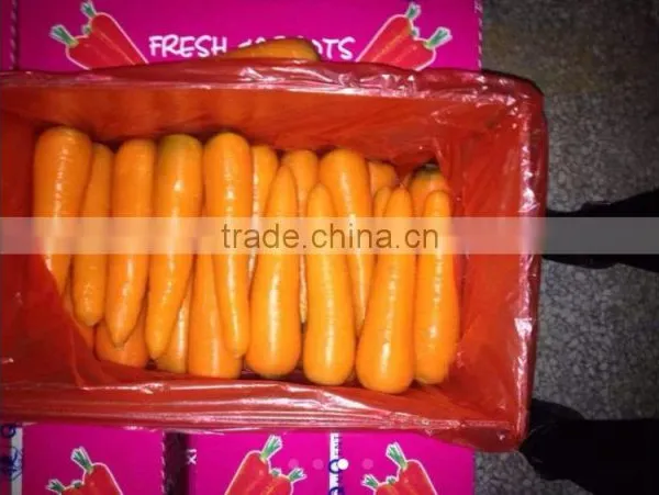 Fresh Carrot 2016 Crop photo-2