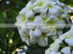blooming Plumeria obtusa