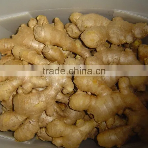 Fresh Air Dried Ginger of Shandong photo-2