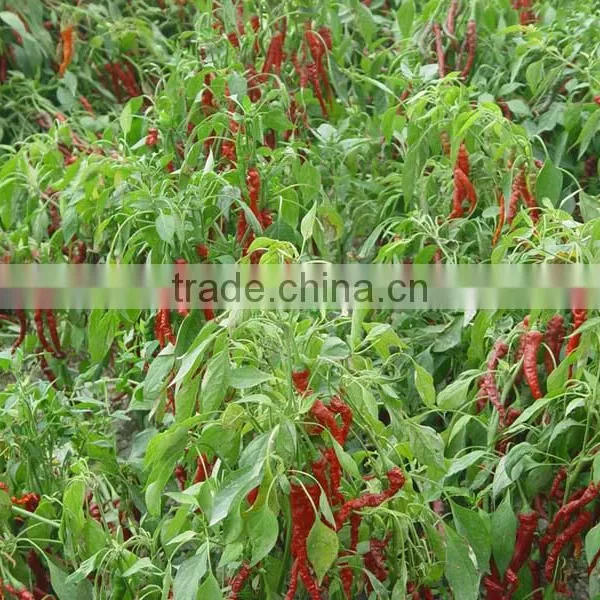 FDA /HACCP/SGS/HALAL Certificated Dry Paprika Pods photo-4