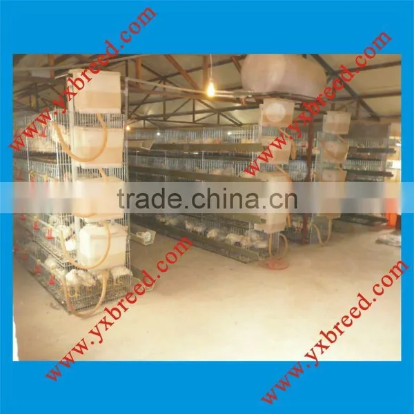 Meat Chicken Poultry Equipments