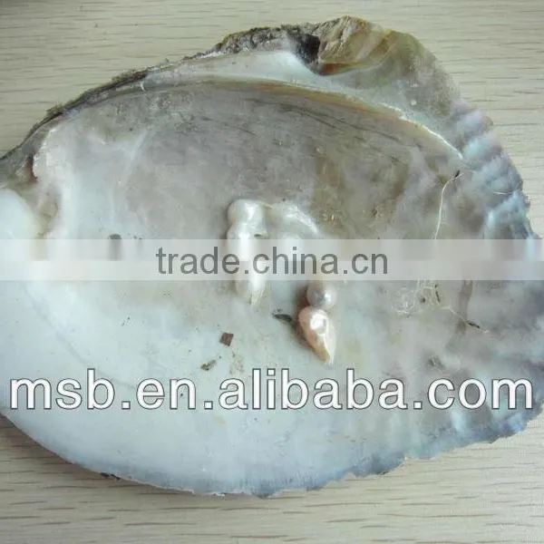 Natural Raw Thick Chinese River Triangle Shell/raw Shells photo-2