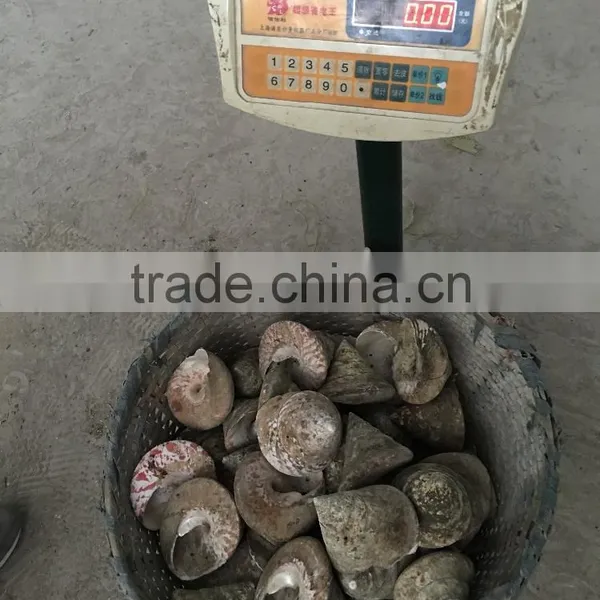 Trochus Niloticus Raw Shell Material for Trocas photo-4