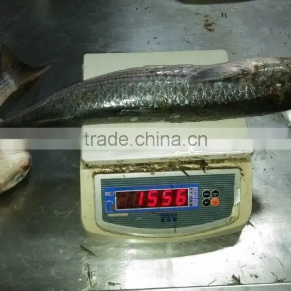 Land Frozen Grey Mullet Whole Round With Size 1500-2000g photo-4