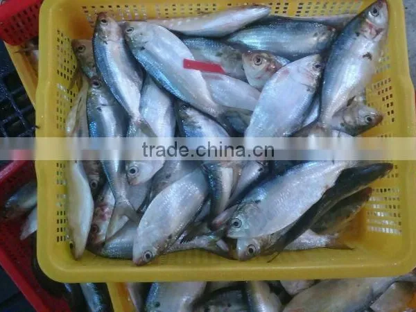 HILSA/ HILSHA/ DOTTED GIZZARD SHAD/ SARDINE photo-3