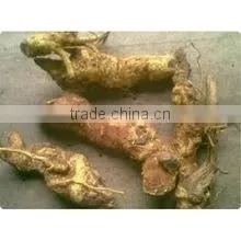 Salacia Dry Extract photo-3