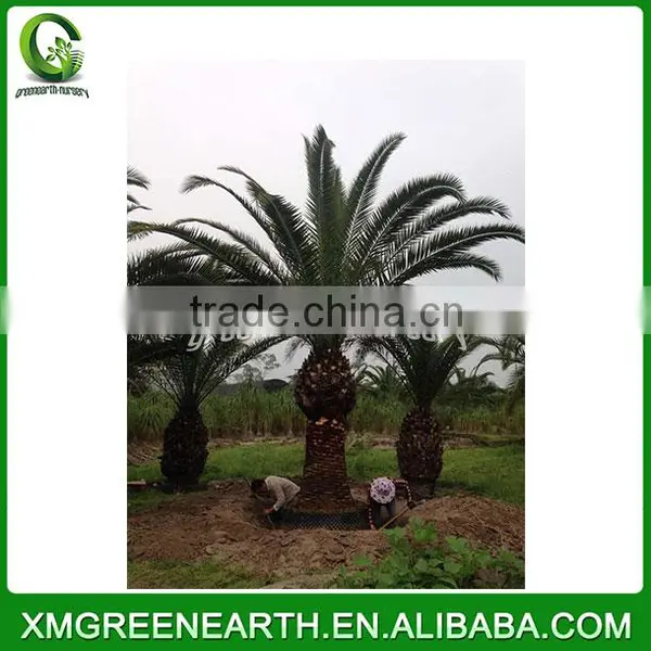 Phoenix Canariensis Palms Trunk 2-2.5m photo-2
