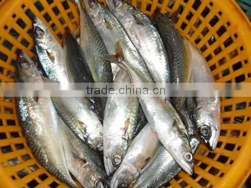 High Quality WR Frozen Pacific Mackerel Fish 300-500g photo-2