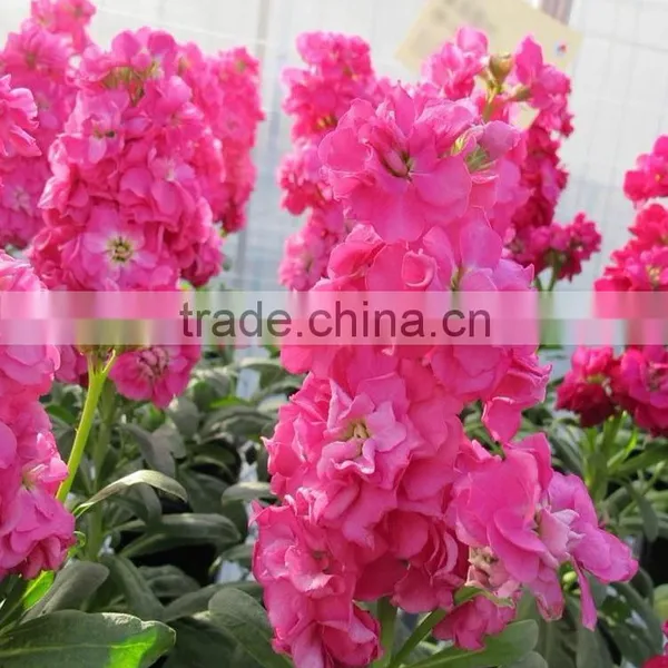 High Grade New Arrival Transparent Violet Red Purple photo-2
