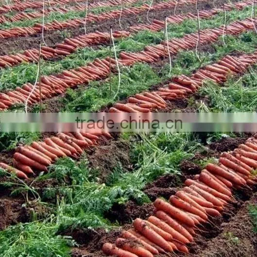 2016 New Crop Xiamen Fresh Carrot photo-6