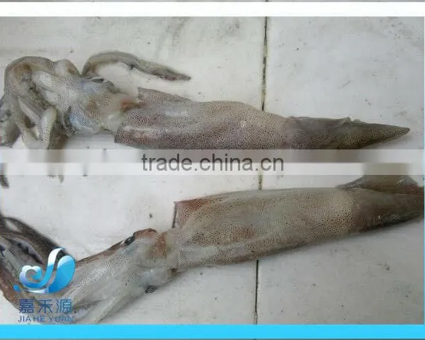 Frozen Whole Illex Squid photo-3