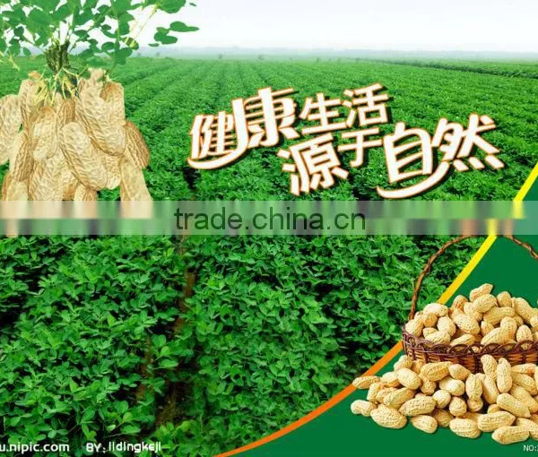Ju'nan Country Best Quality Blanched Peanut 24/28 Size 25kg/ctn for Sale photo-3