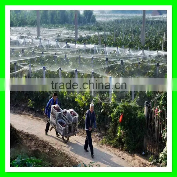 Henan Suntex Professional Supply Anti Bird Net/orchad Anti Bird Net/anti Pheasant Net photo-3